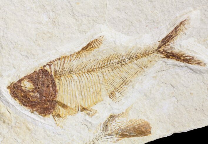 Bargain, Diplomystus Fossil Fish - Wyoming #56453